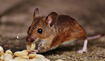 24 Hour & Emergency Exterminators in Cobbs Creek, VA
